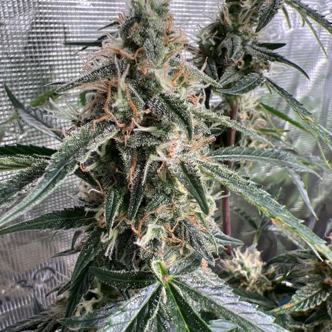 Green Gelato Automatic growlog timeline photo