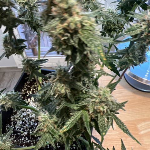 Green Gelato Automatic growlog timeline photo