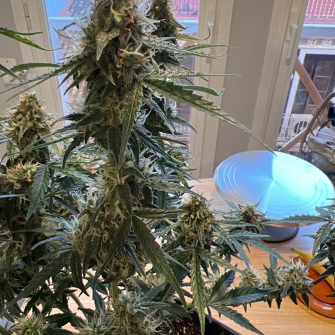 Green Gelato Automatic growlog timeline photo