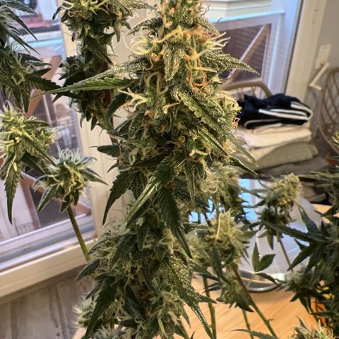 Green Gelato Automatic growlog timeline photo