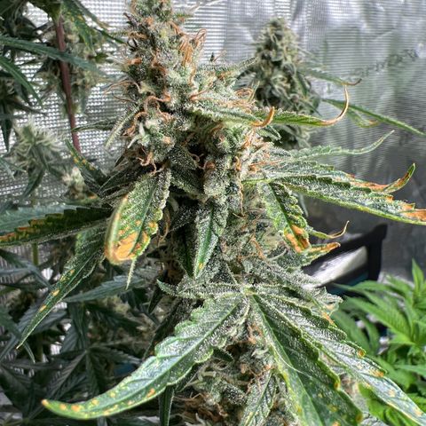 Green Gelato Automatic growlog timeline photo