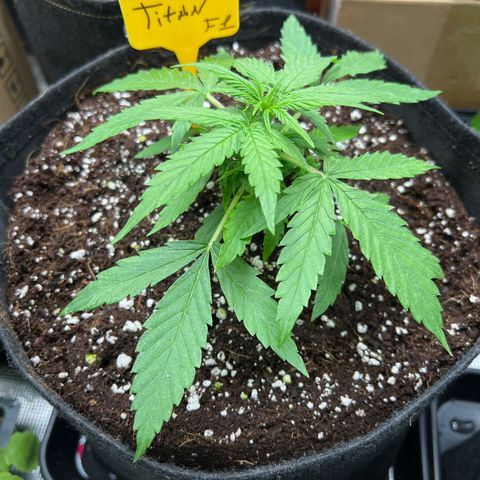 Titan F1 growlog timeline photo