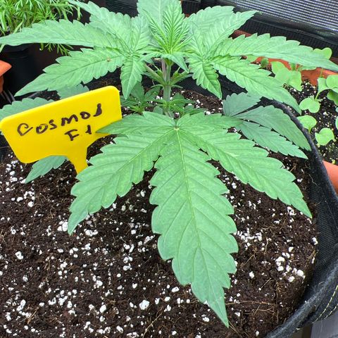 Roayal Queen Seeds  Cosmos F1 growlog timeline photo