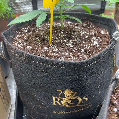 Roayal Queen Seeds  Cosmos F1 growlog timeline photo