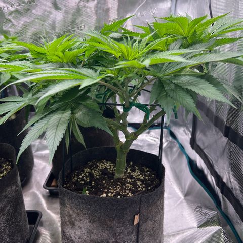 Northern Light X  growlog timeline photo