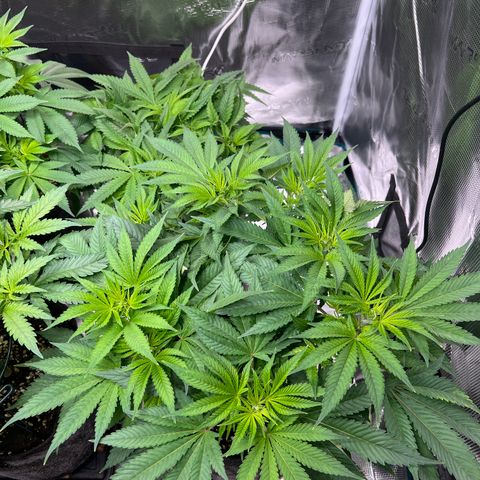 Northern Light X  growlog timeline photo