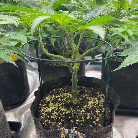 Amnesia Bilbo growlog timeline photo