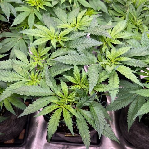 Amnesia Bilbo growlog timeline photo