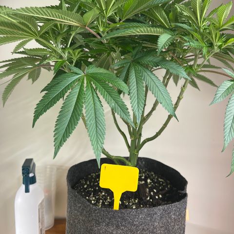 Northern Light X  growlog timeline photo