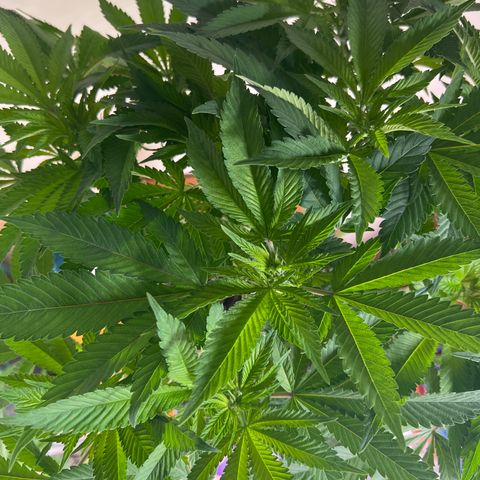 Northern Light X  growlog timeline photo