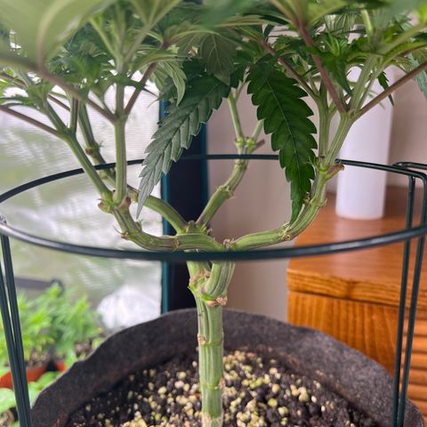 Amnesia Bilbo growlog timeline photo