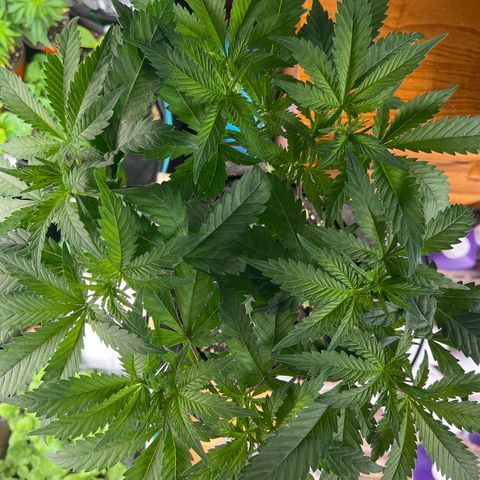 Amnesia Bilbo growlog timeline photo