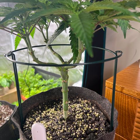 Amnesia Bilbo growlog timeline photo
