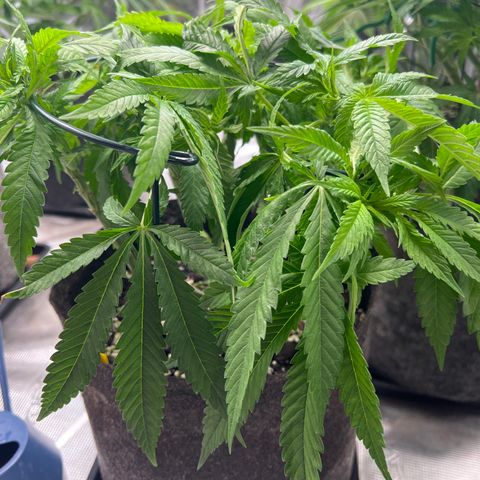 Special Kush 1 growlog timeline photo