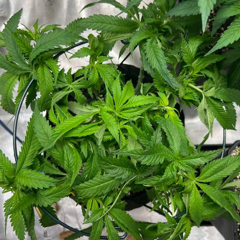 Special Kush 1 growlog timeline photo