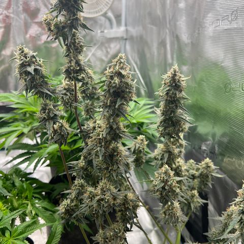 Green Gelato Automatic growlog timeline photo
