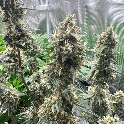 Green Gelato Automatic growlog timeline photo