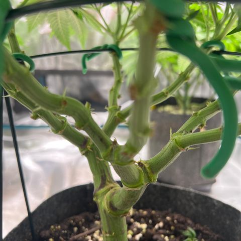 Northern Light X  growlog timeline photo