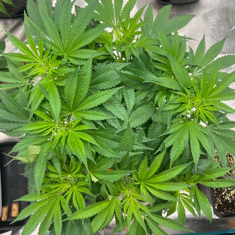 Northern Light X  growlog timeline photo