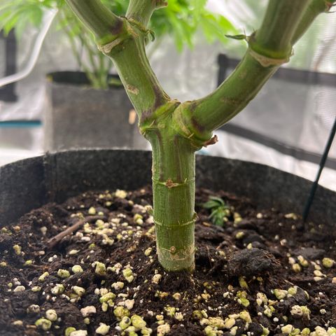 Northern Light X  growlog timeline photo
