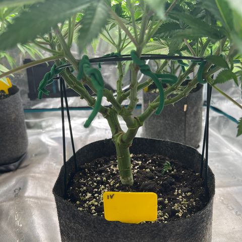 Northern Light X  growlog timeline photo