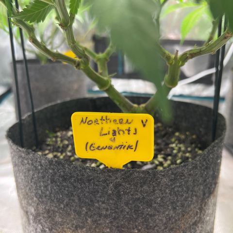 Northern Light X  growlog timeline photo
