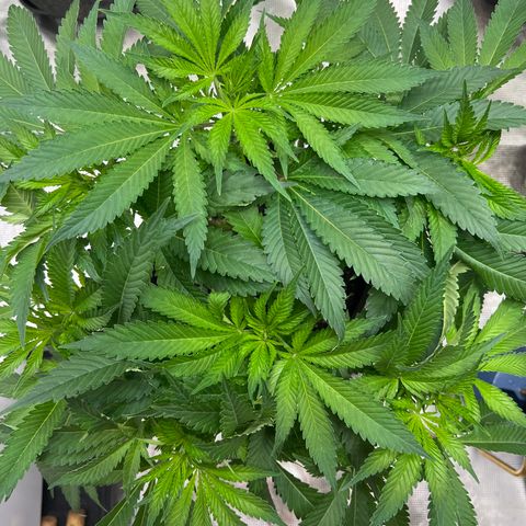 Northern Light X  growlog timeline photo
