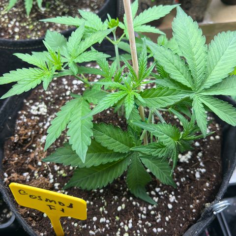 Roayal Queen Seeds  Cosmos F1 growlog timeline photo