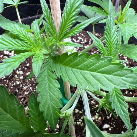 Roayal Queen Seeds  Cosmos F1 growlog timeline photo