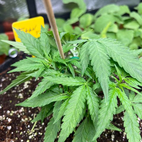 Titan F1 growlog timeline photo