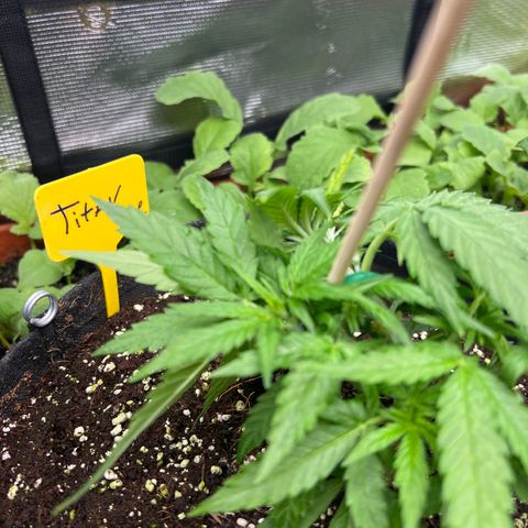 Titan F1 growlog timeline photo