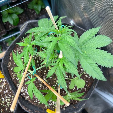 Roayal Queen Seeds  Cosmos F1 growlog timeline photo