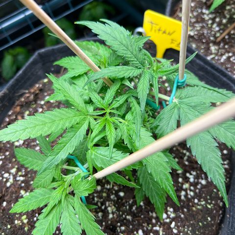 Titan F1 growlog timeline photo