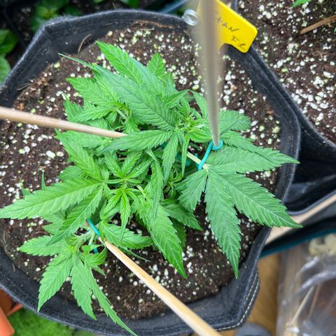 Titan F1 growlog timeline photo