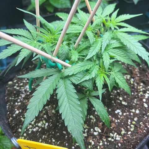 Titan F1 growlog timeline photo