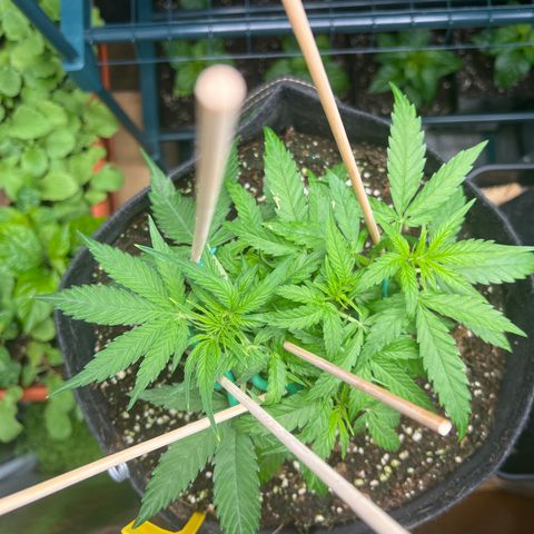 Titan F1 growlog timeline photo