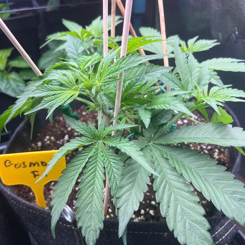Roayal Queen Seeds  Cosmos F1 growlog timeline photo
