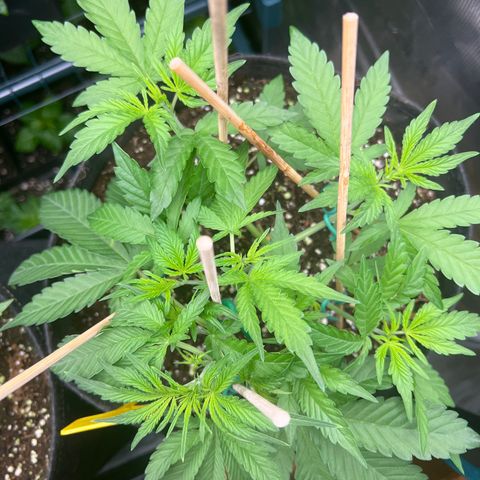 Roayal Queen Seeds  Cosmos F1 growlog timeline photo