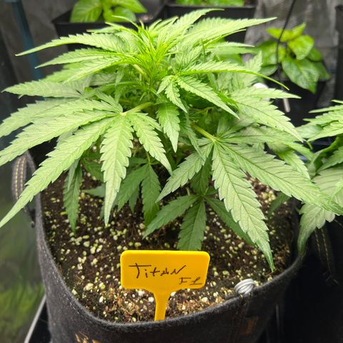 Titan F1 growlog timeline photo