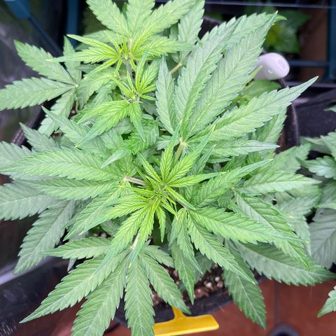 Titan F1 growlog timeline photo