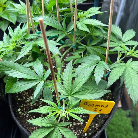 Roayal Queen Seeds  Cosmos F1 growlog timeline photo