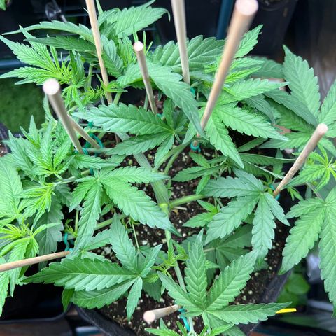 Roayal Queen Seeds  Cosmos F1 growlog timeline photo