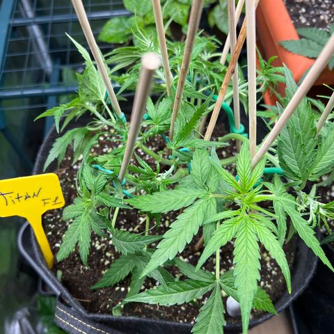 Titan F1 growlog timeline photo