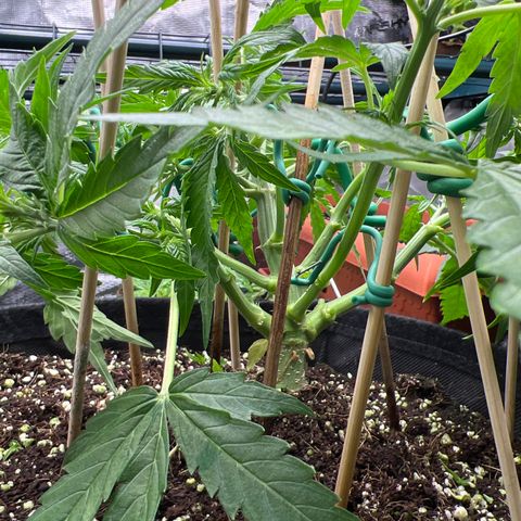 Titan F1 growlog timeline photo
