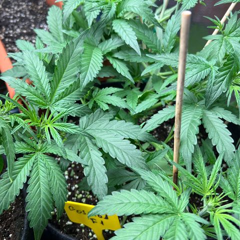 Roayal Queen Seeds  Cosmos F1 growlog timeline photo