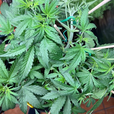 Roayal Queen Seeds  Cosmos F1 growlog timeline photo
