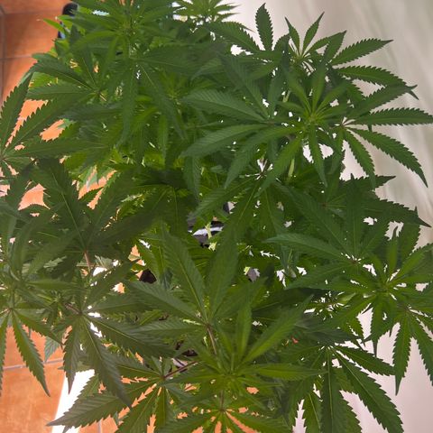 Amnesia Bilbo growlog timeline photo