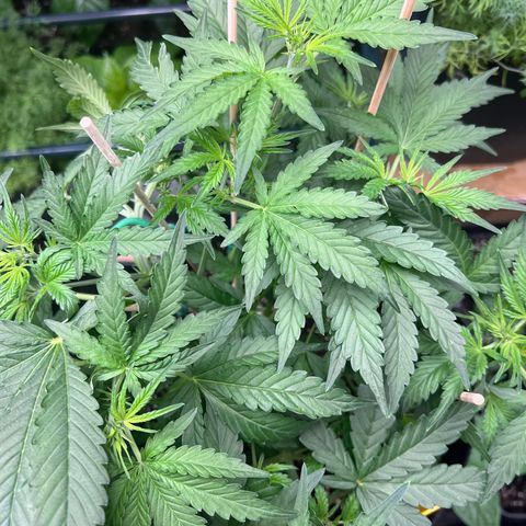 Roayal Queen Seeds  Cosmos F1 growlog timeline photo