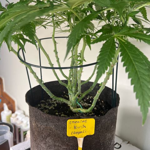 Special Kush 1 growlog timeline photo