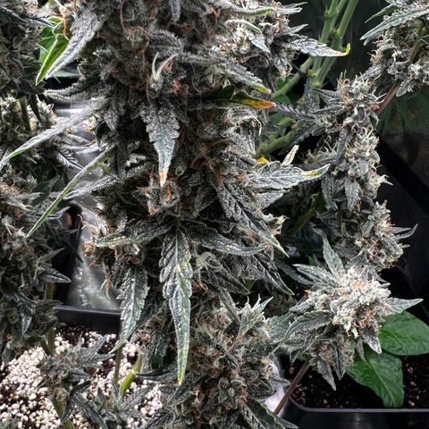 Green Gelato Automatic growlog timeline photo